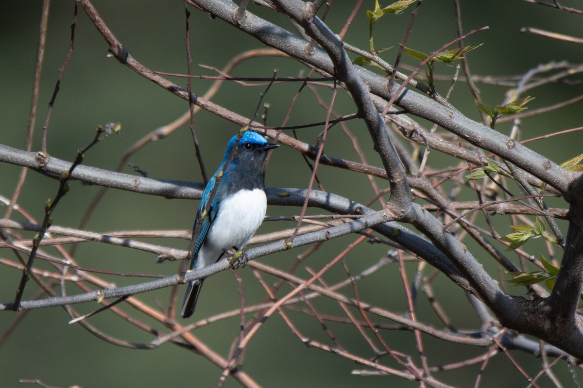 Blue-and-white Flycatcher - Sangyoon Lee