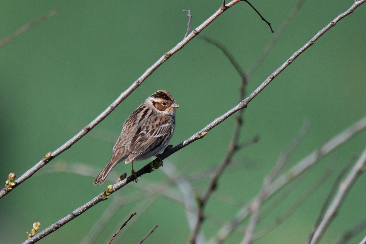 Little Bunting - Sangyoon Lee