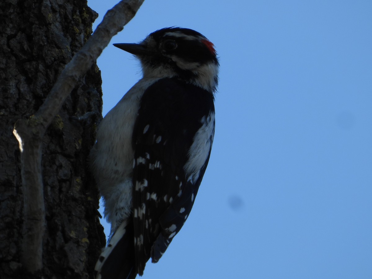 Downy Woodpecker - ML618136154