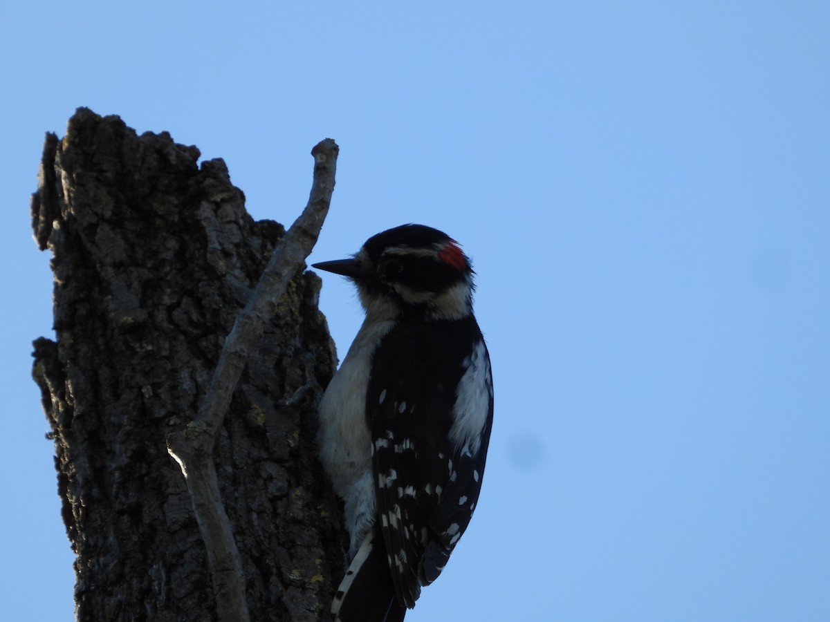 Downy Woodpecker - ML618136170