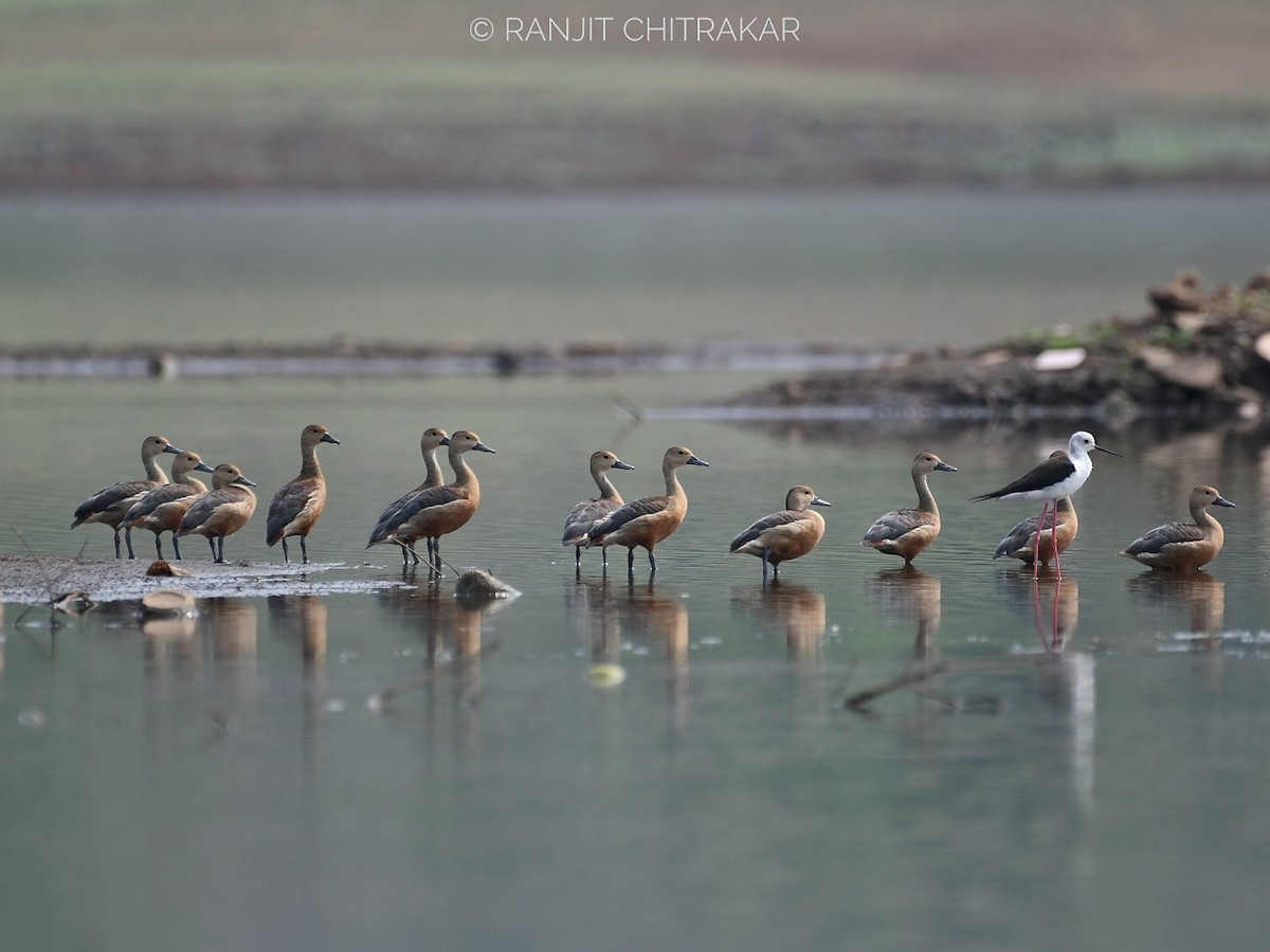 Lesser Whistling-Duck - Ranjeet Chitrakar