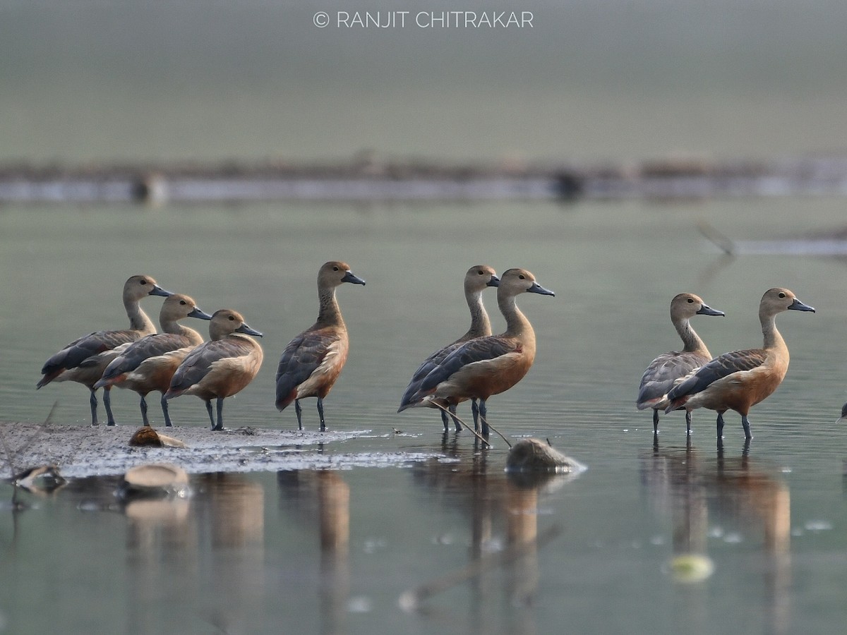 Lesser Whistling-Duck - Ranjeet Chitrakar