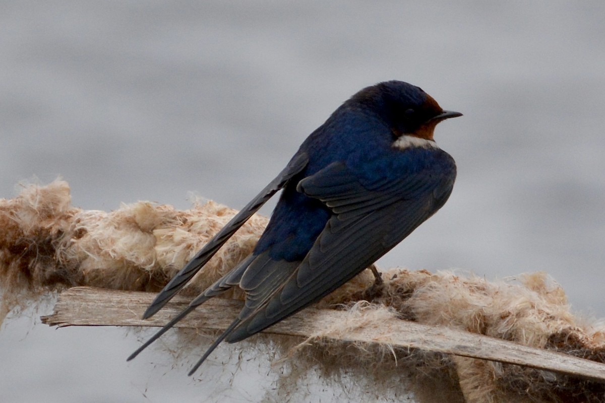 Barn Swallow - lise owens