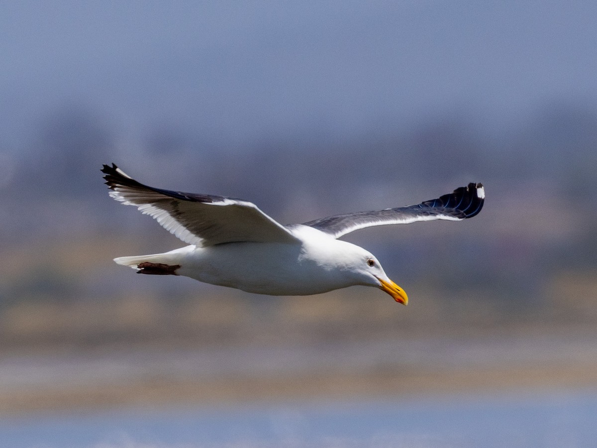 Western Gull - Philip Kline