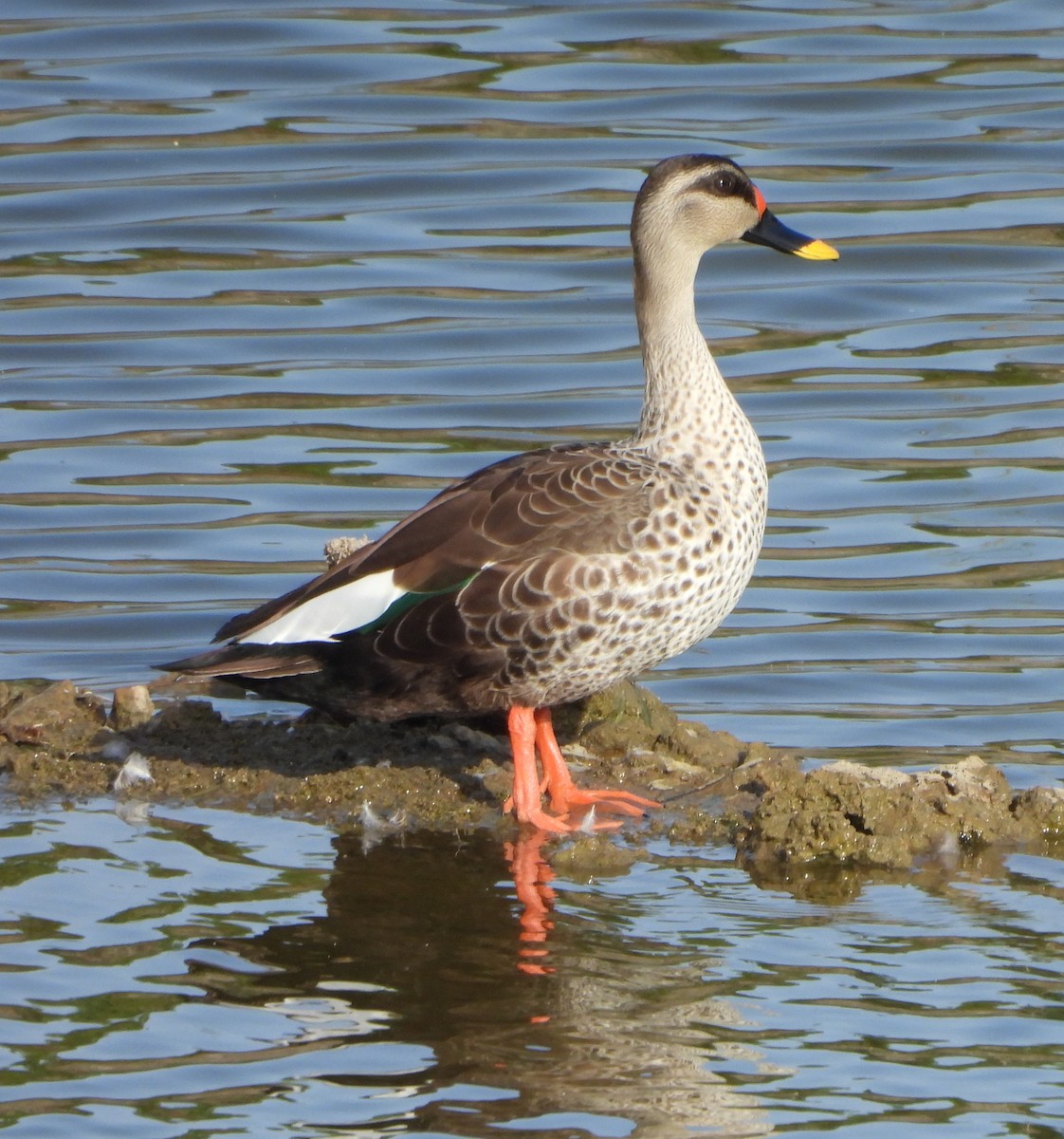 Indian Spot-billed Duck - ML618136200