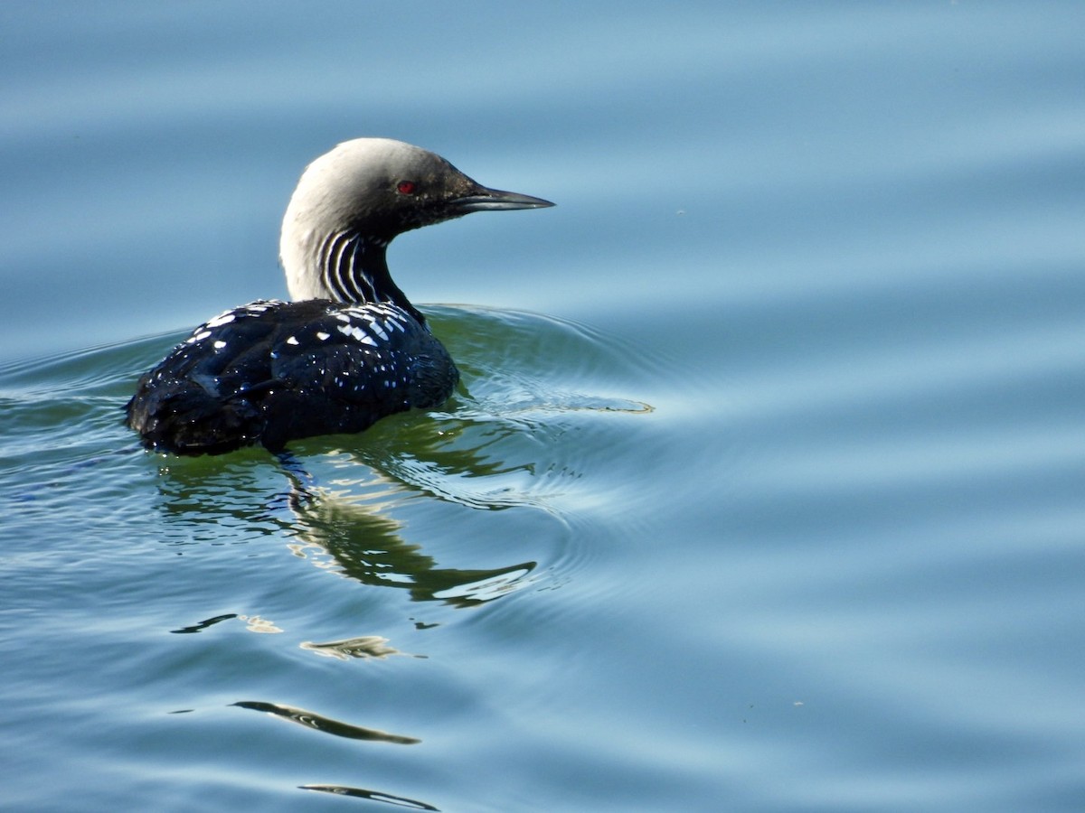 Pacific Loon - Peggy Gierhart