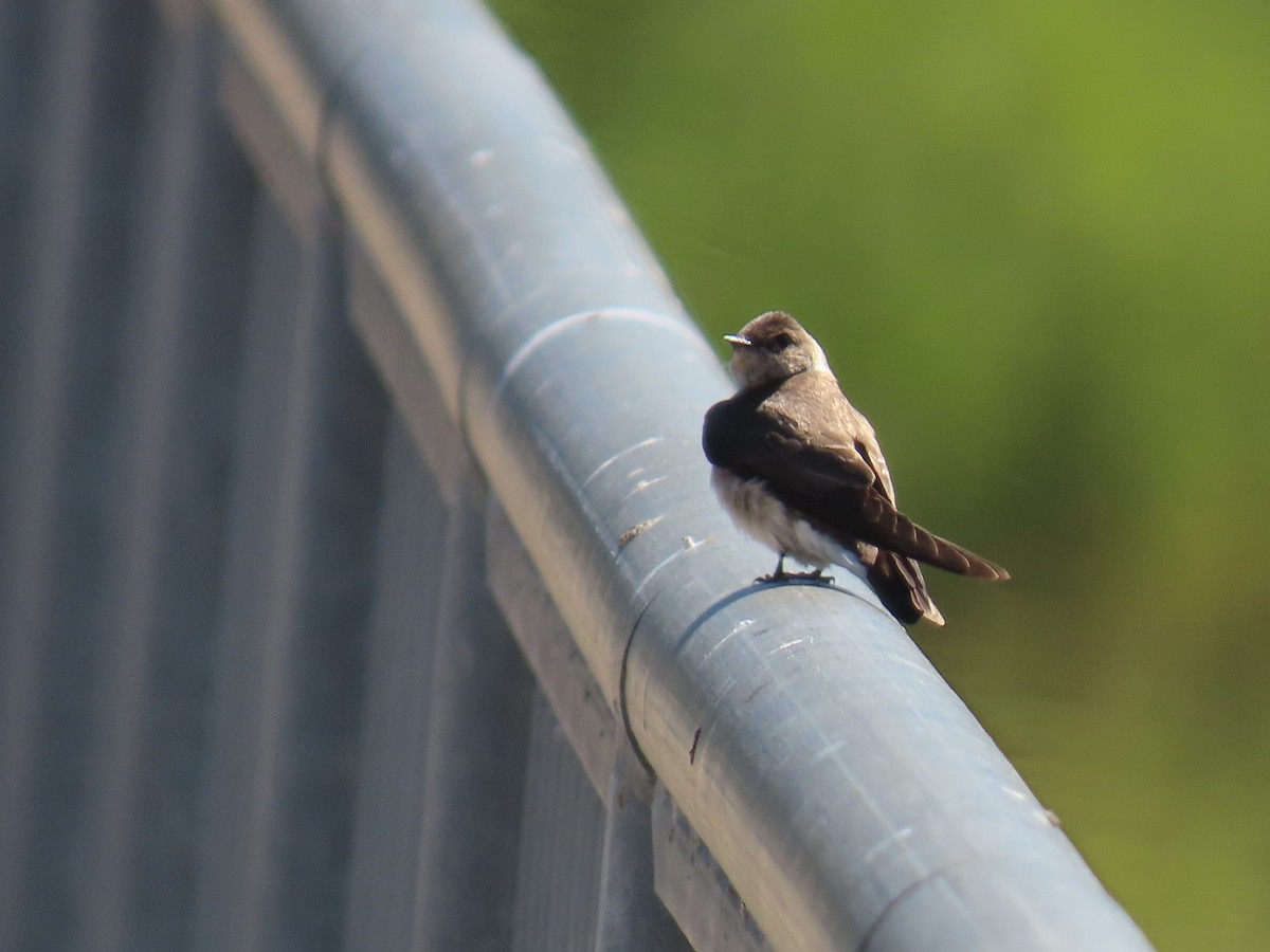 Northern Rough-winged Swallow - ML618136208
