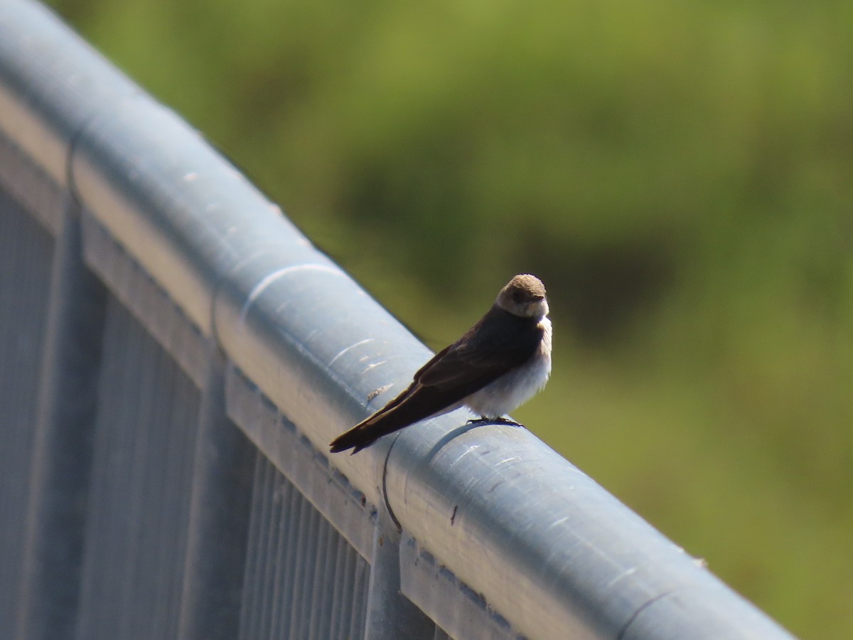 Northern Rough-winged Swallow - Ken S