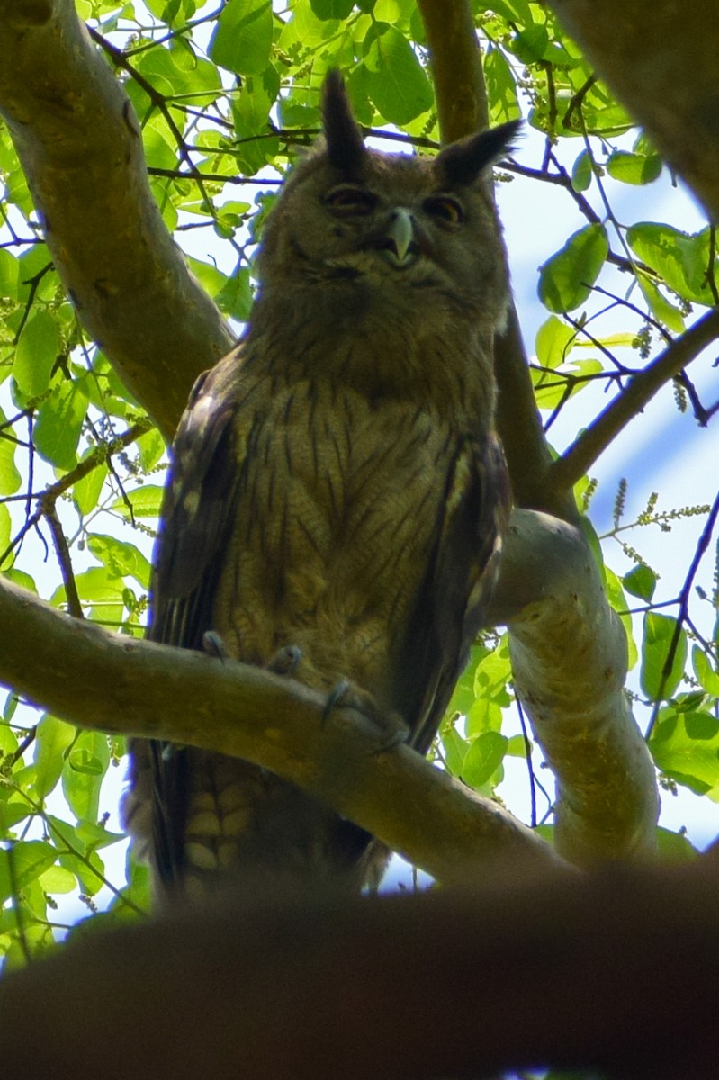 Dusky Eagle-Owl - ML618136211