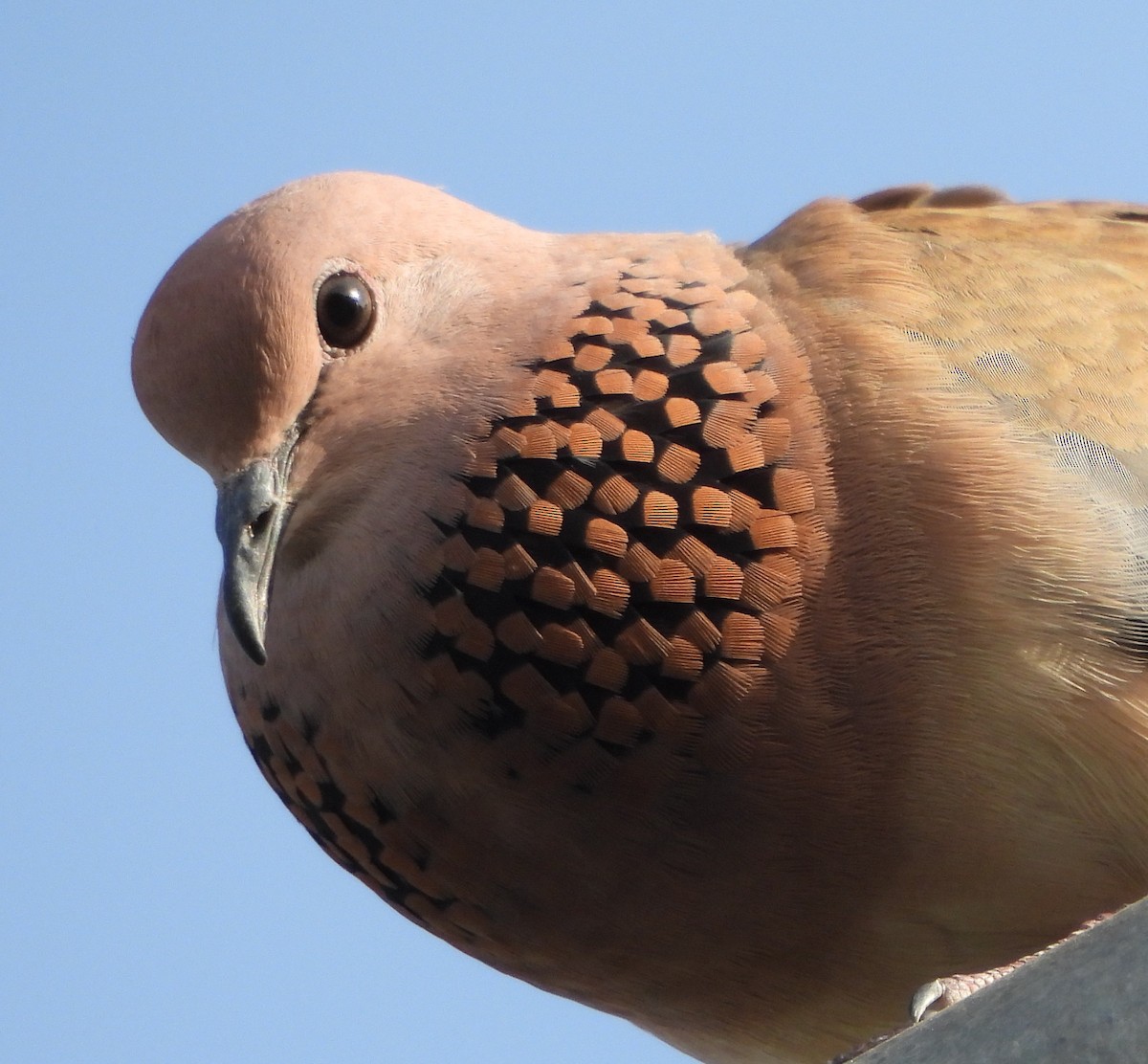 Laughing Dove - ML618136215