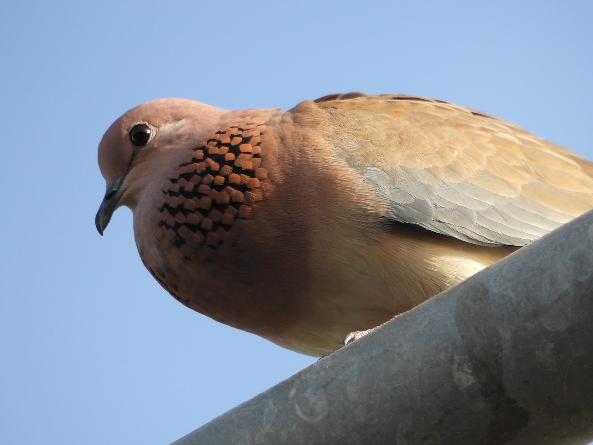 Laughing Dove - ML618136217