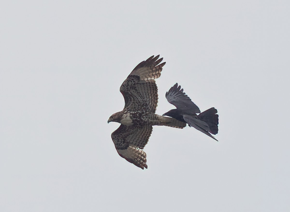 Red-tailed Hawk - ML618136219