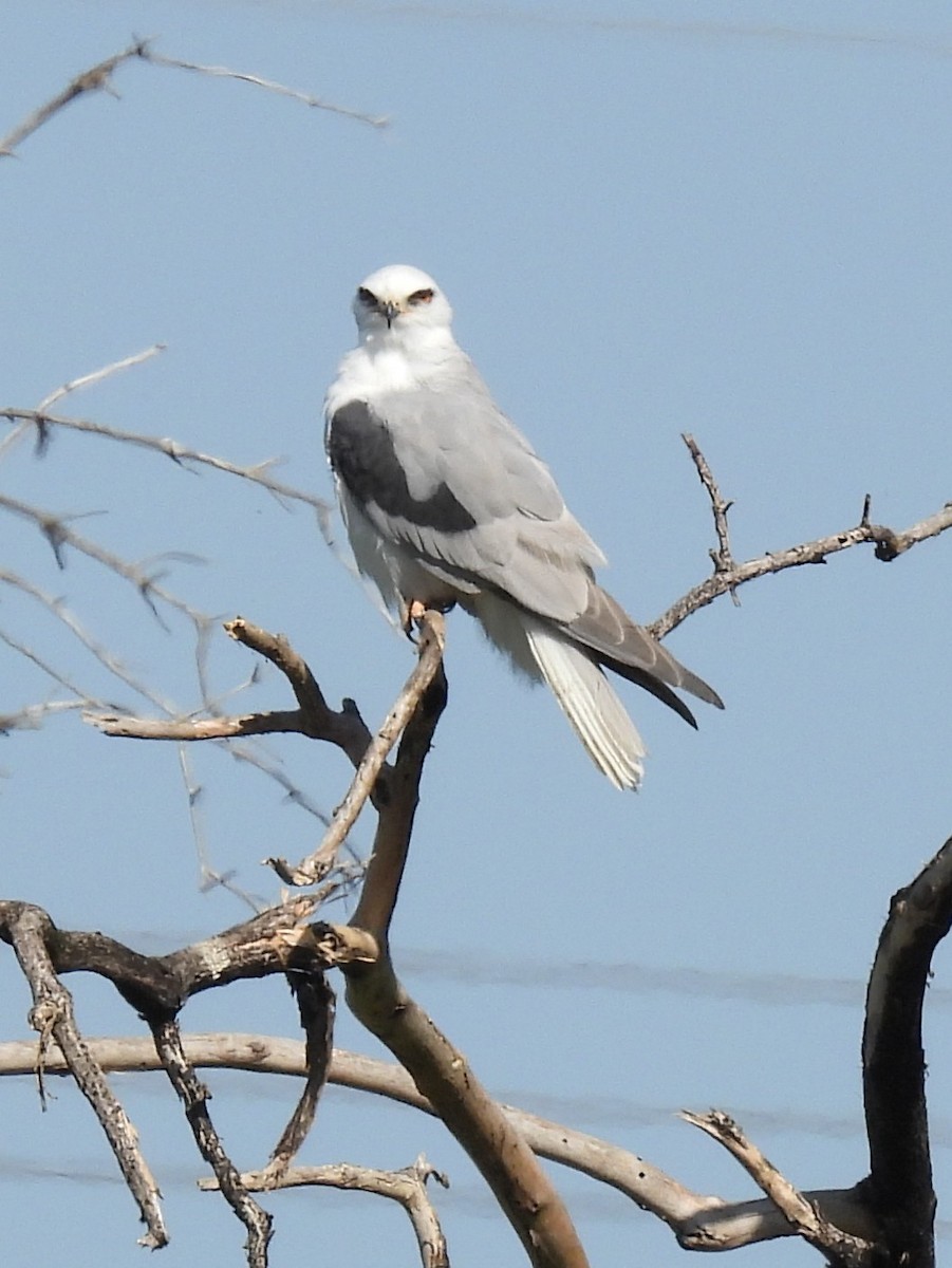 White-tailed Kite - Susan Sugahara