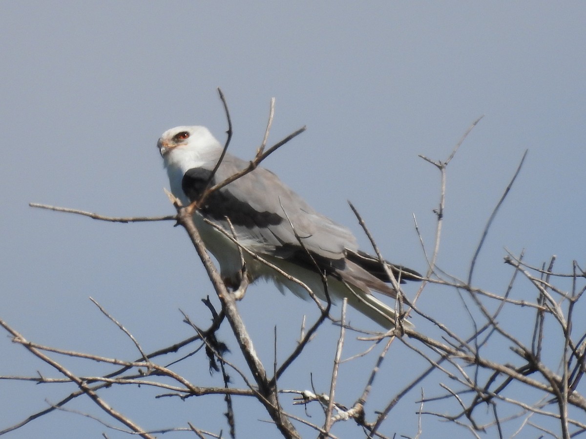 White-tailed Kite - Susan Sugahara