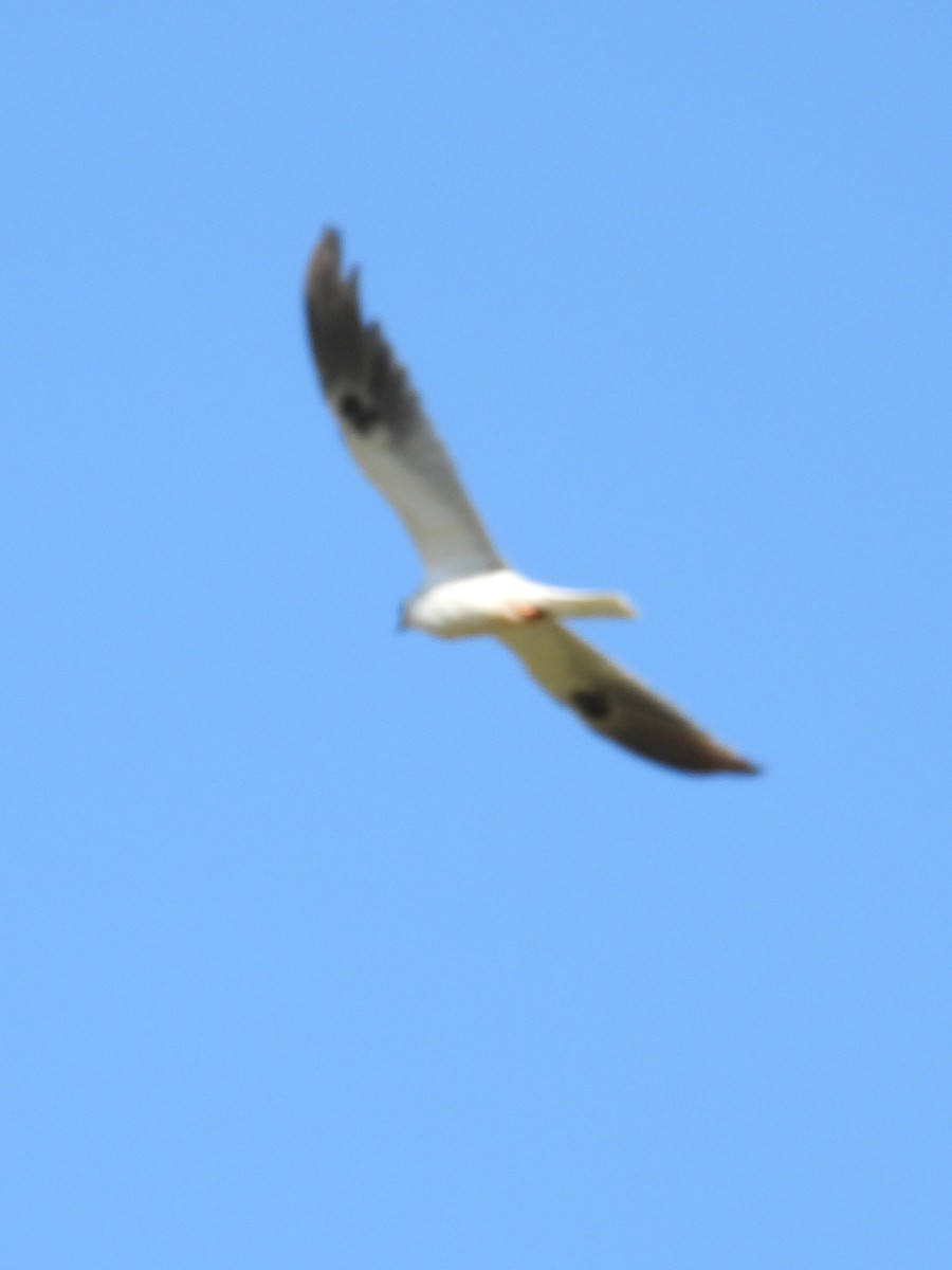 White-tailed Kite - ML618136230