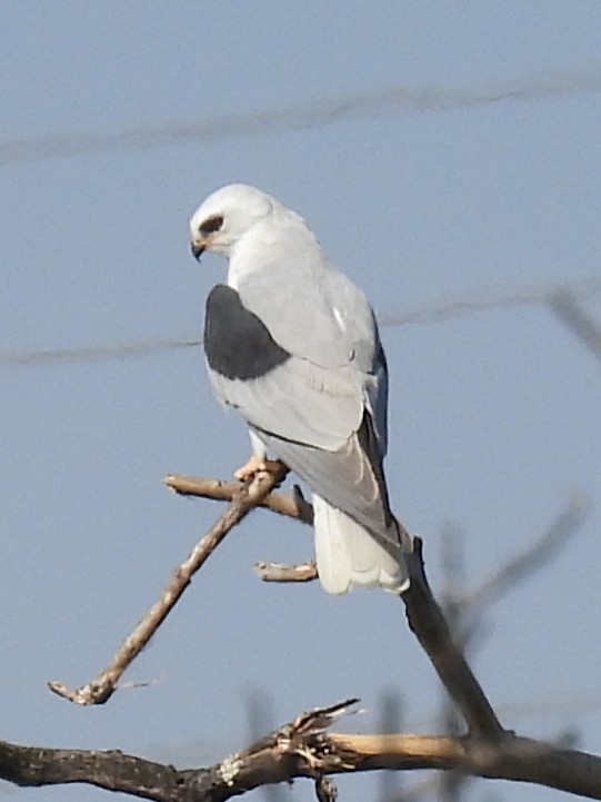White-tailed Kite - ML618136231