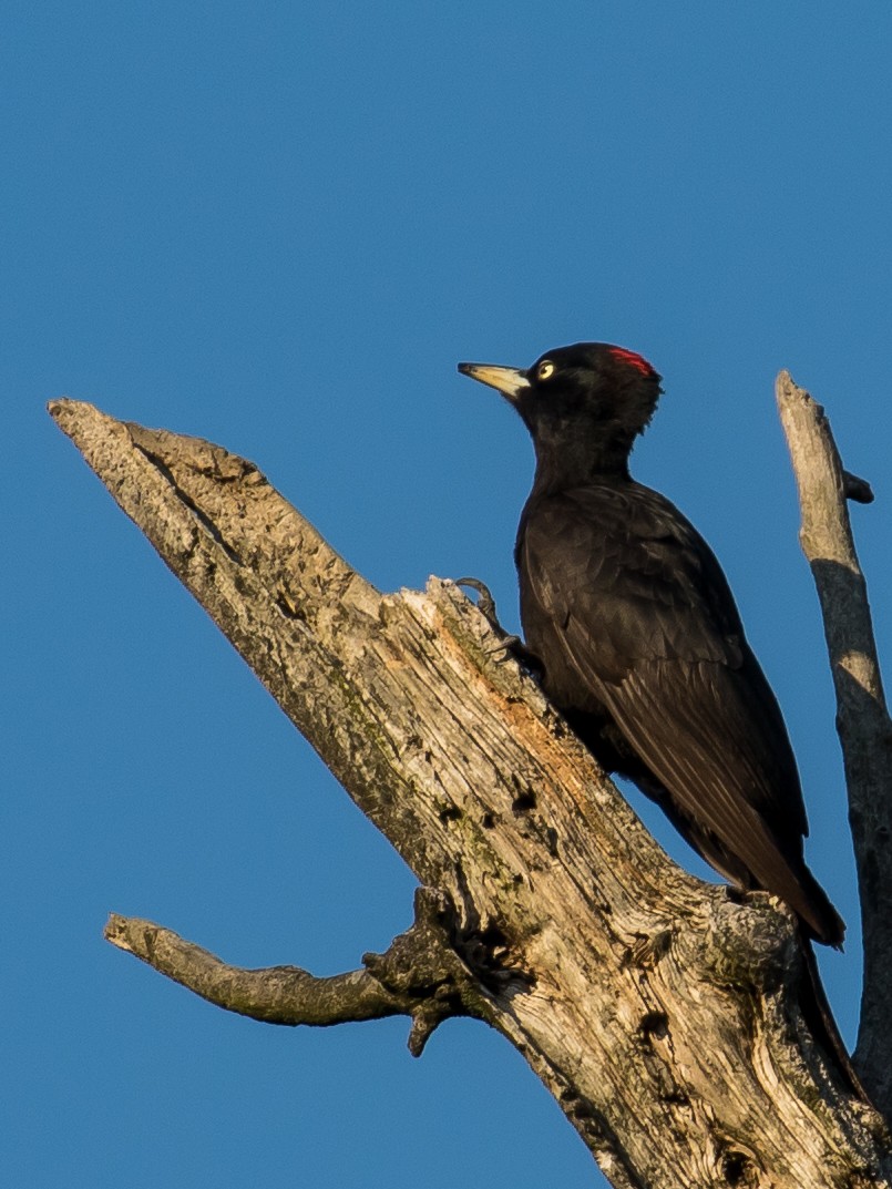 Black Woodpecker - Milan Martic