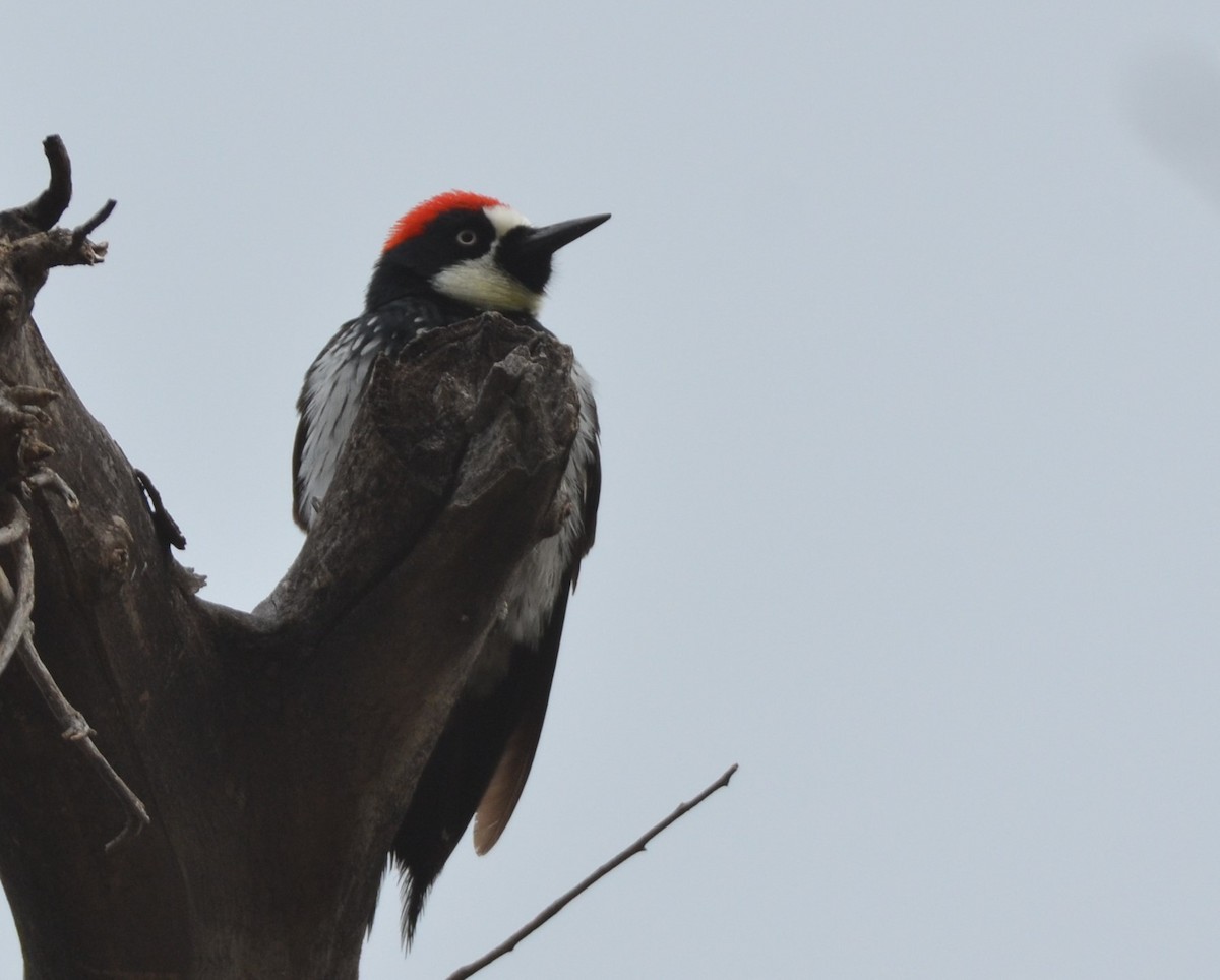 Acorn Woodpecker - ML618136272