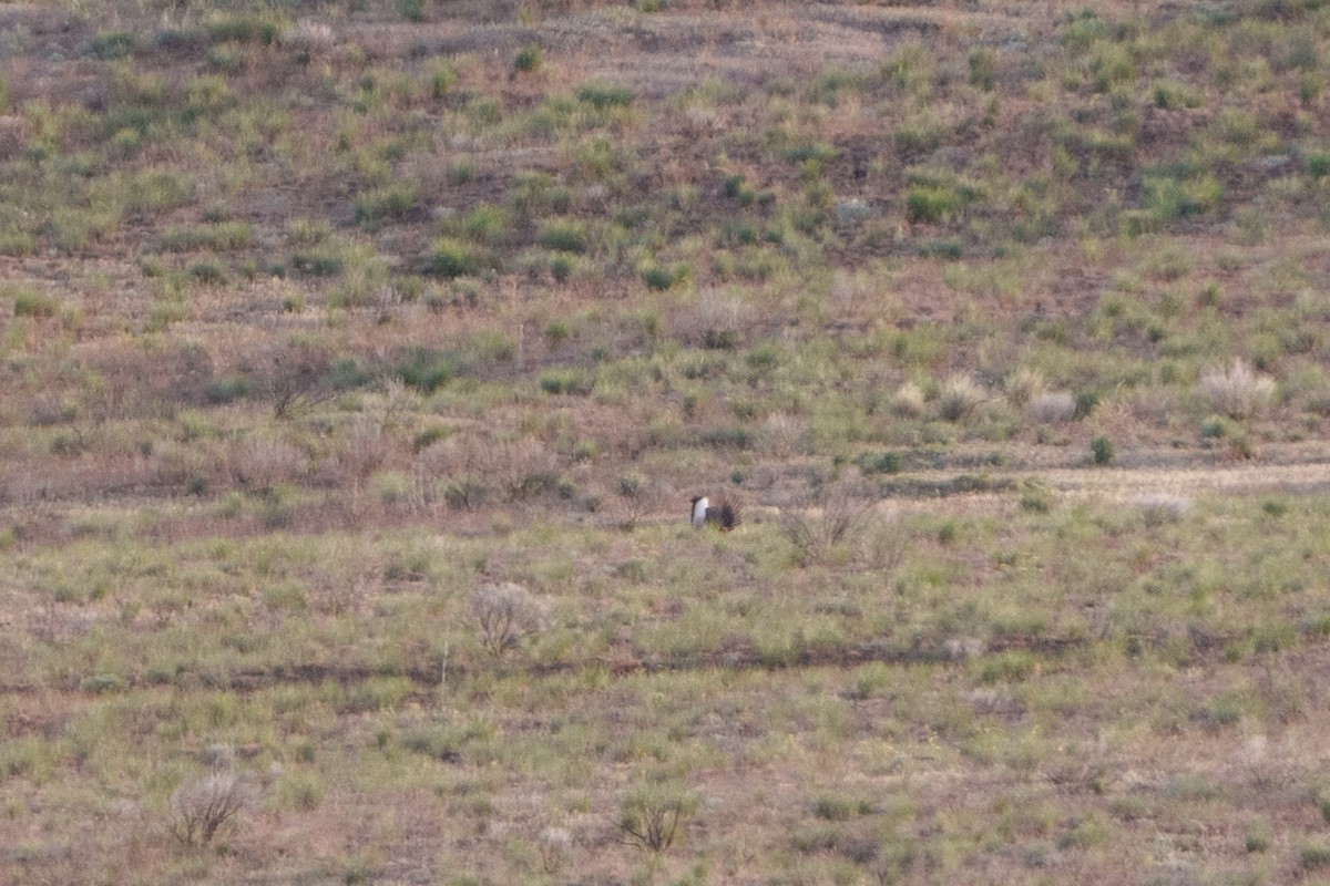 Greater Sage-Grouse - ML618136283