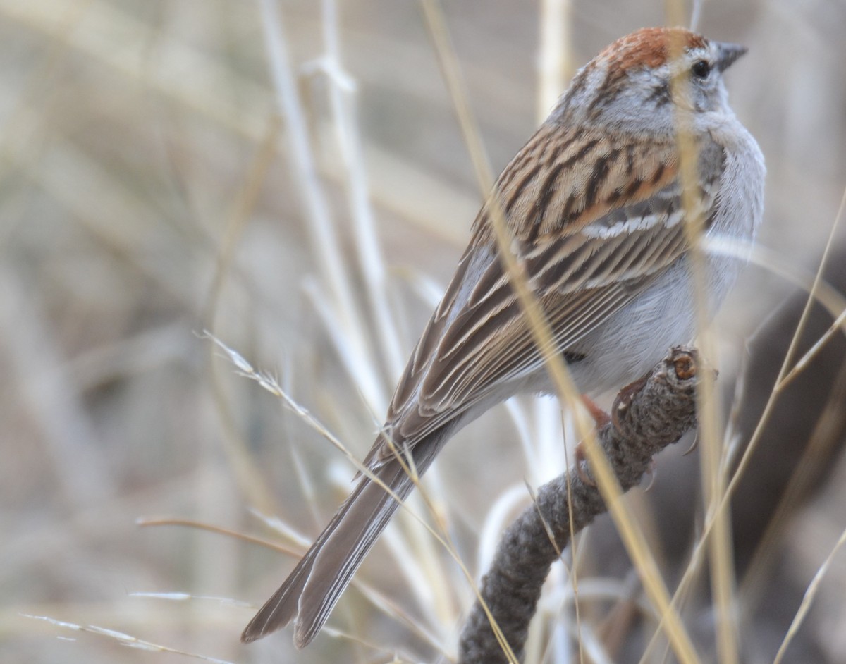 Chipping Sparrow - Roger Fankhauser