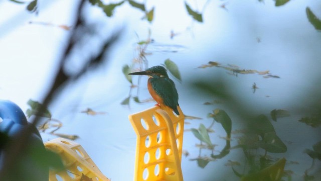 Common Kingfisher - ML618136326