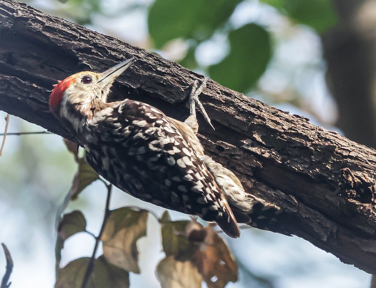 Yellow-crowned Woodpecker - Sanjay Gupta