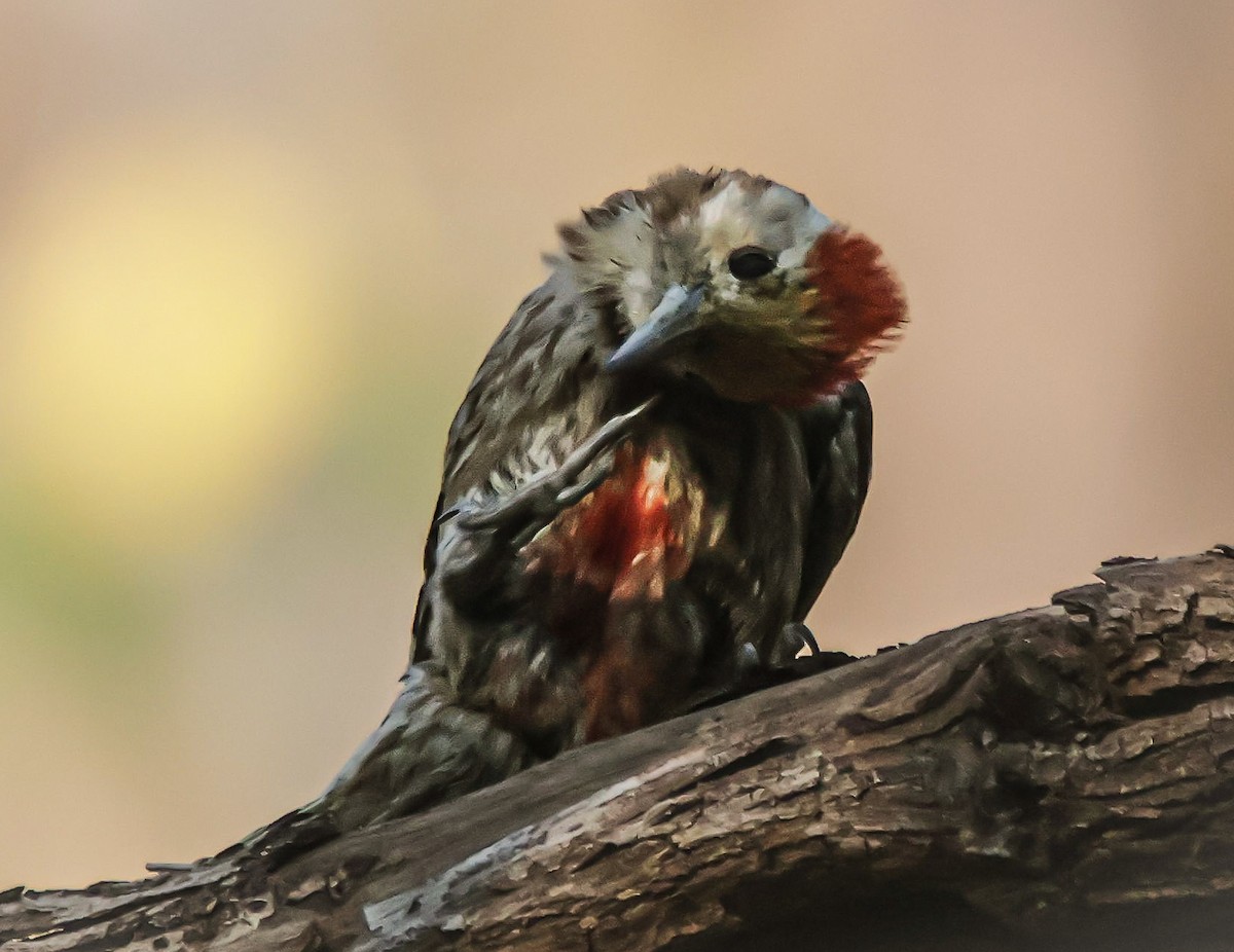 Yellow-crowned Woodpecker - ML618136375