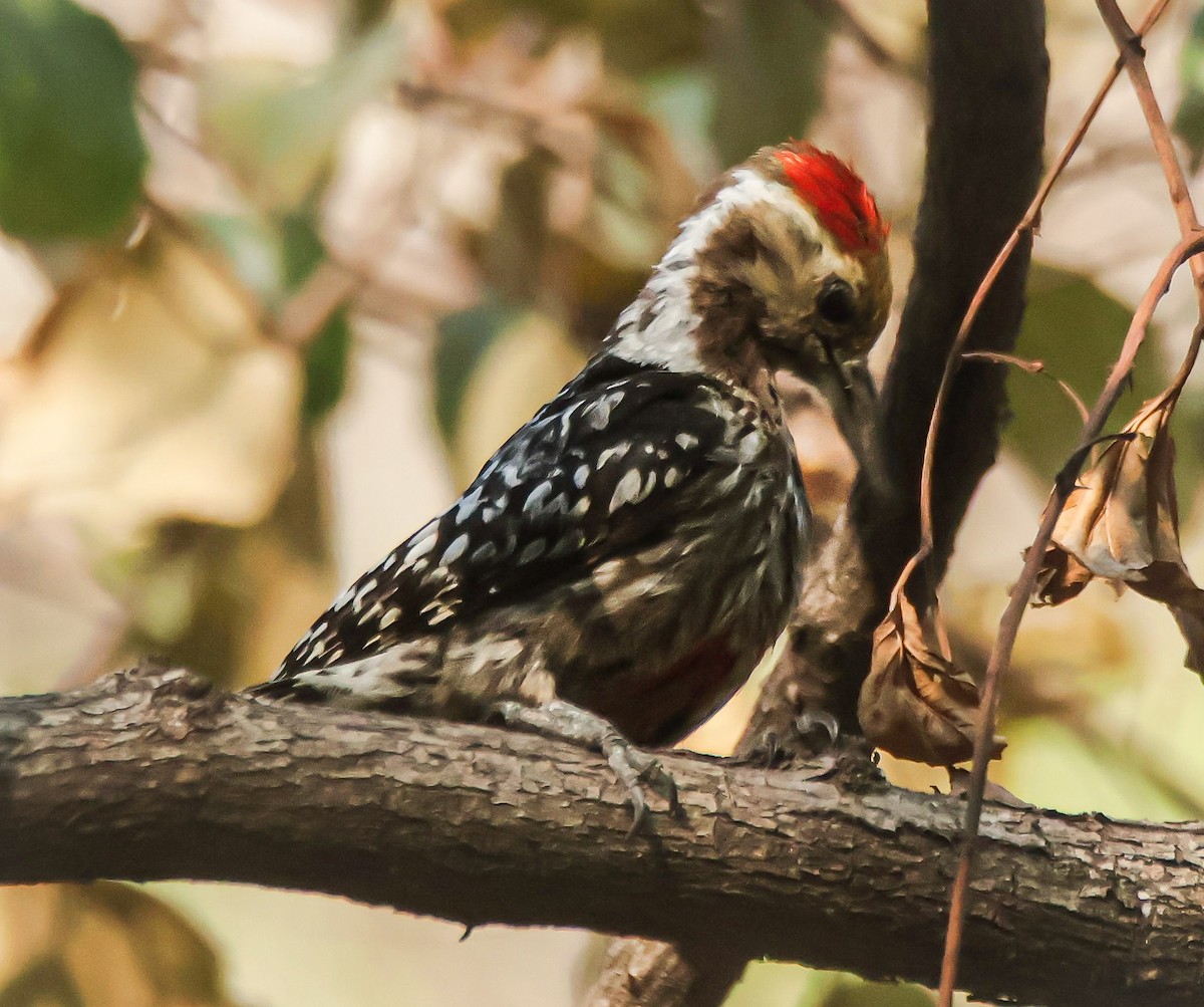 Yellow-crowned Woodpecker - ML618136376
