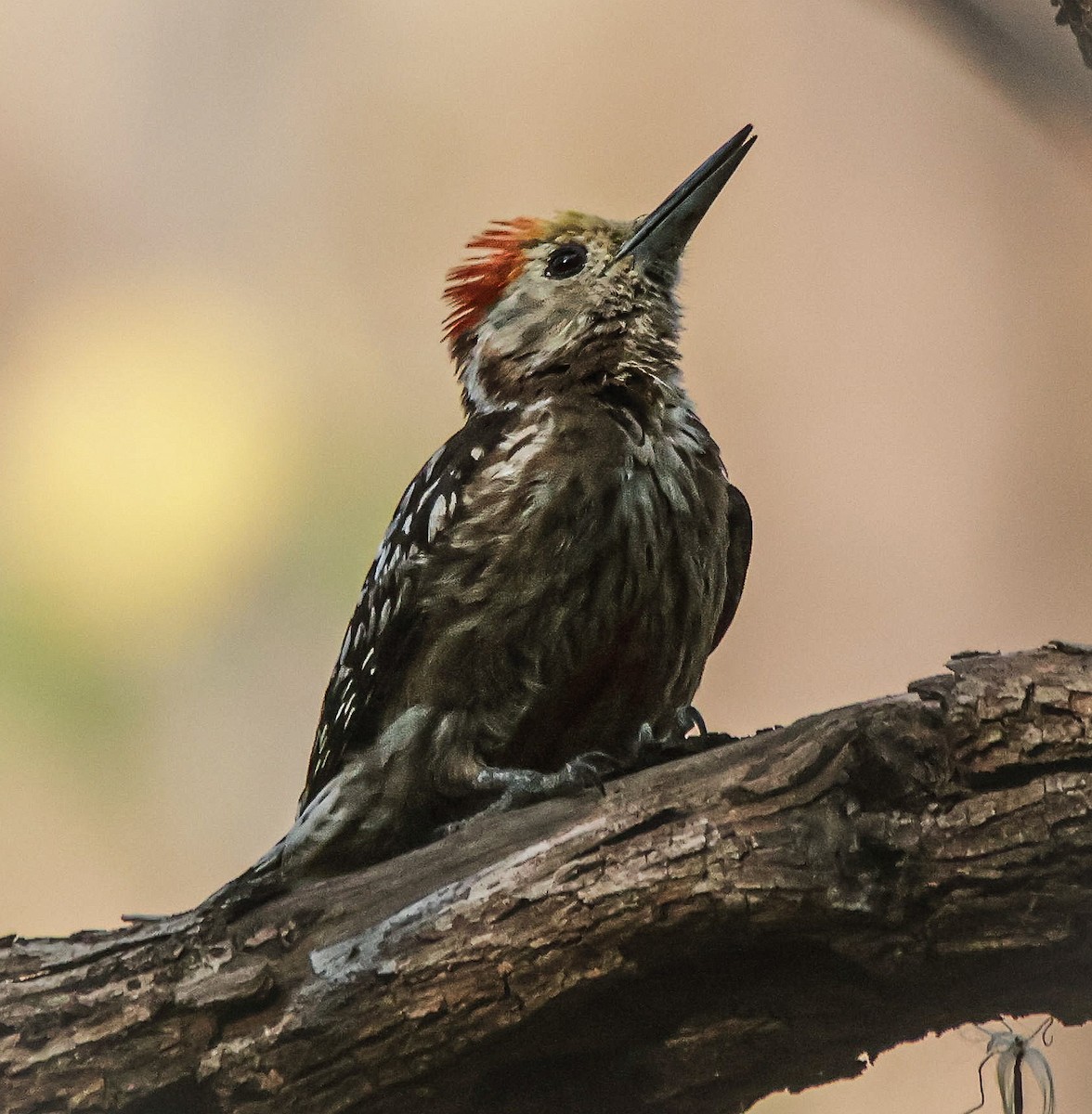 Yellow-crowned Woodpecker - ML618136377