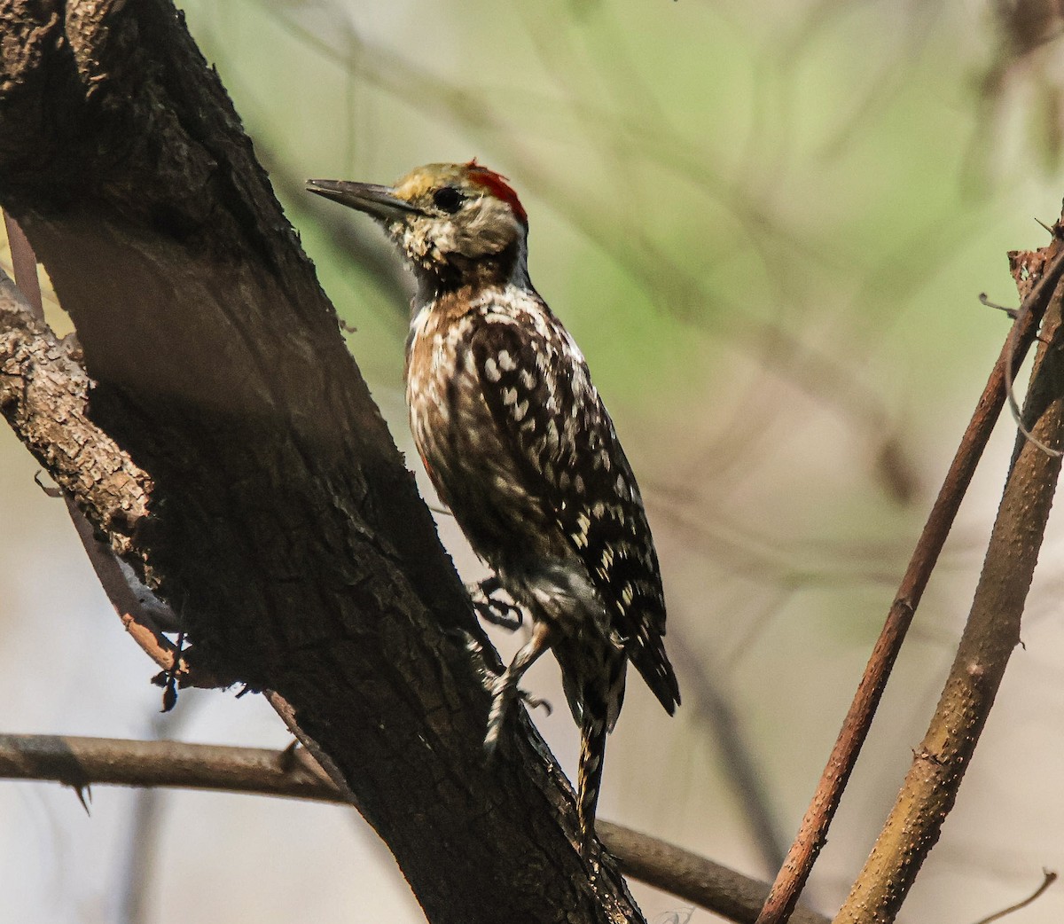 Yellow-crowned Woodpecker - ML618136378