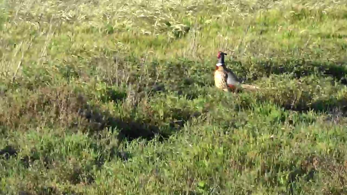 Ring-necked Pheasant - Bruce Schine