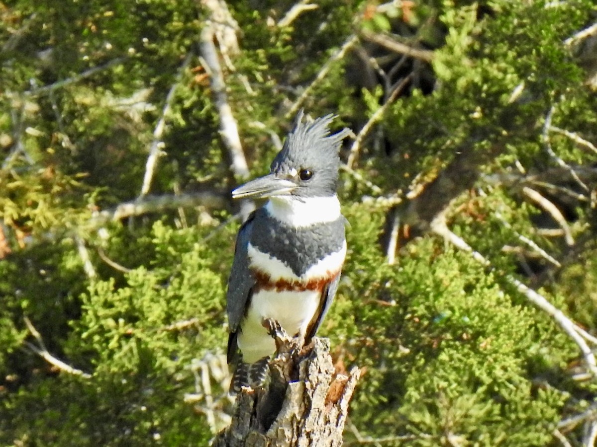 Belted Kingfisher - ML618136410