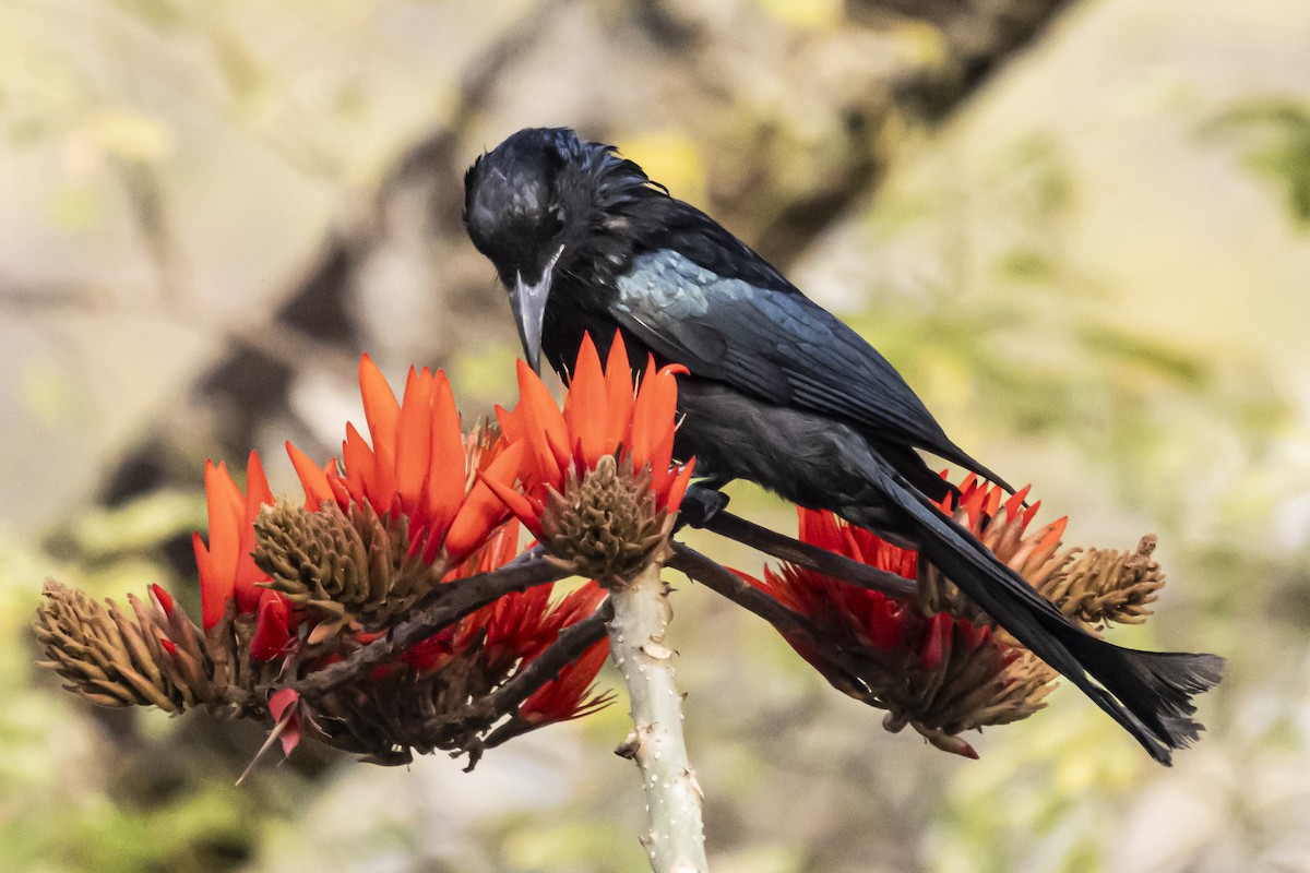 Hair-crested Drongo - ML618136419