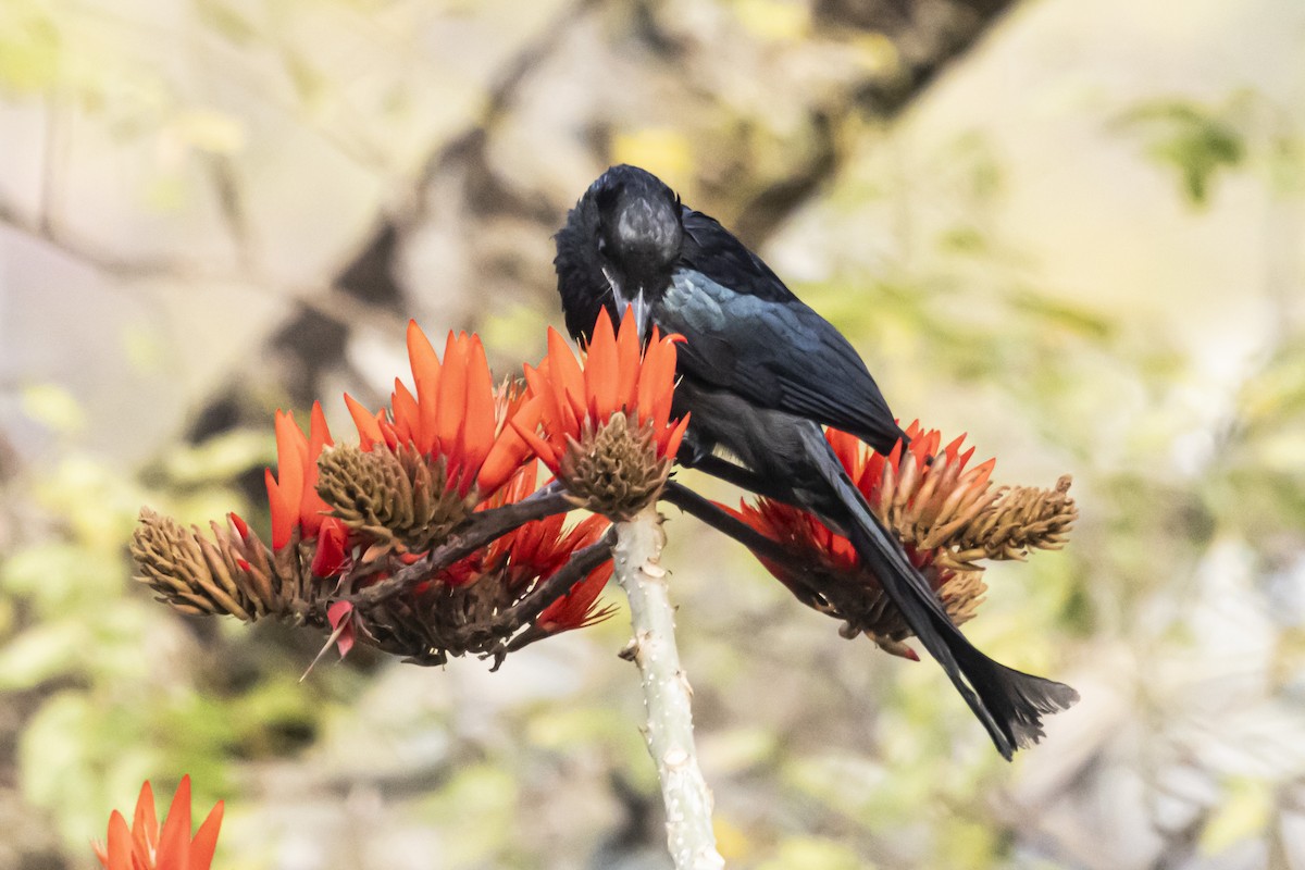 Hair-crested Drongo - ML618136424