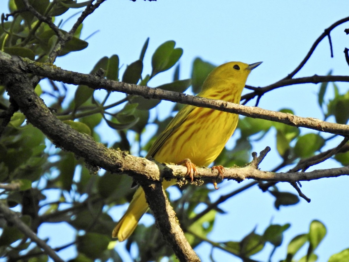 Yellow Warbler - Randy James