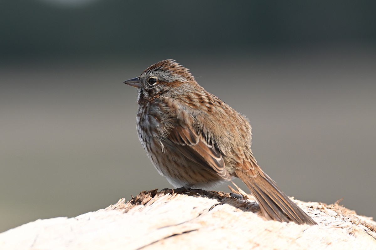 Song Sparrow (rufina Group) - ML618136430