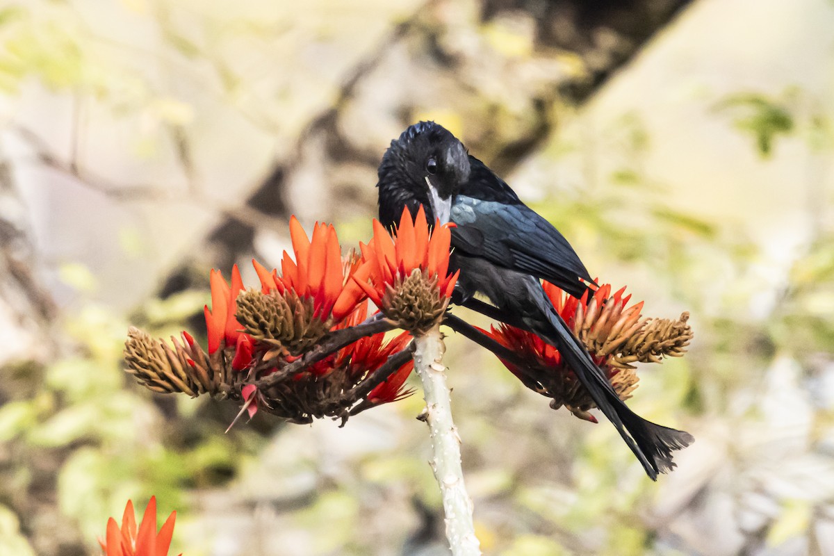 Hair-crested Drongo - ML618136437