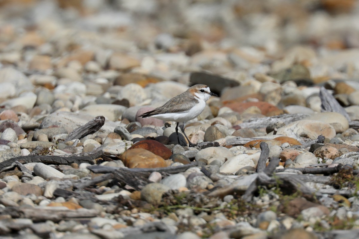 Red-capped Plover - ML618136446