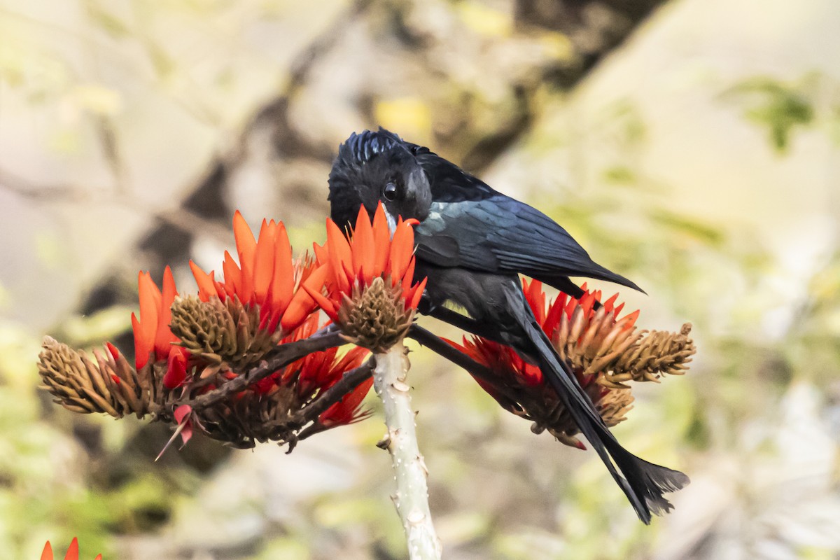 Hair-crested Drongo - ML618136451