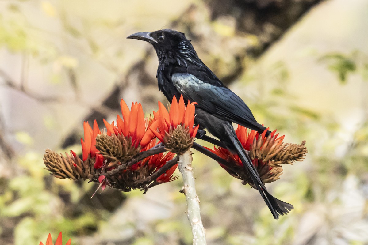 Hair-crested Drongo - ML618136459