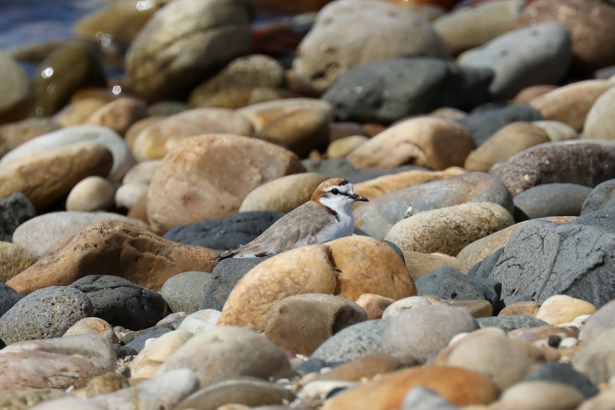 Red-capped Plover - ML618136467