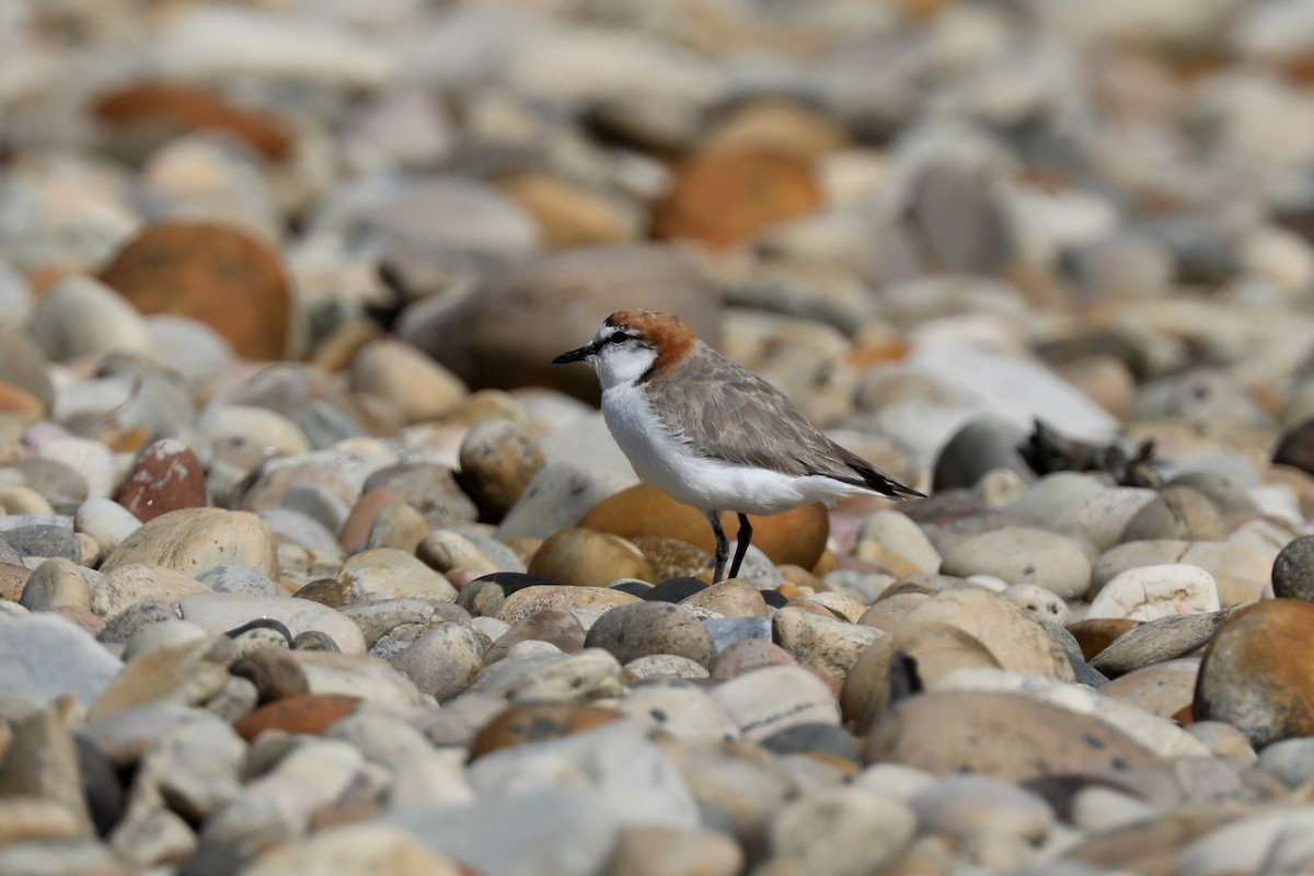 Red-capped Plover - ML618136468