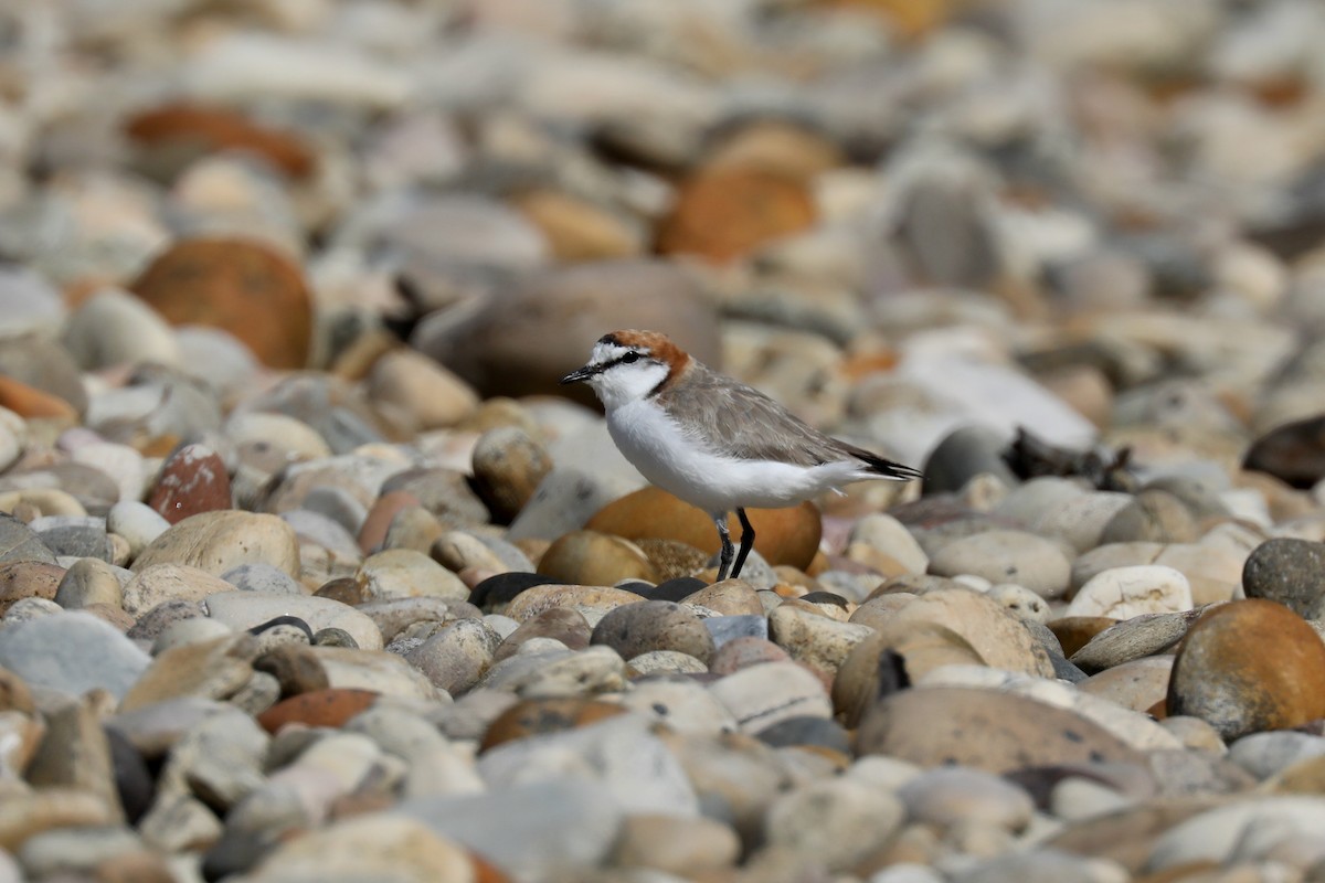 Red-capped Plover - ML618136470