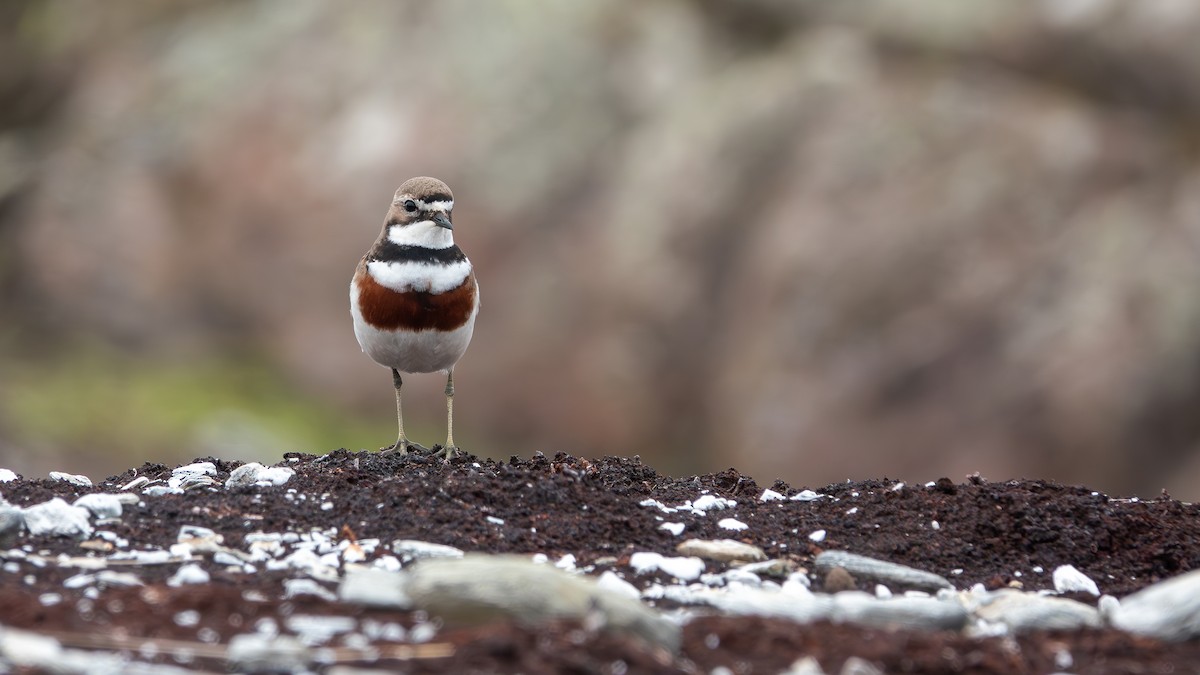 Double-banded Plover - ML618136472