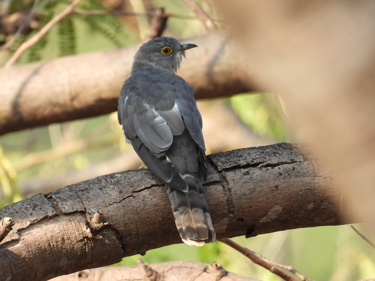 Common Hawk-Cuckoo - Ananth Kaitharam