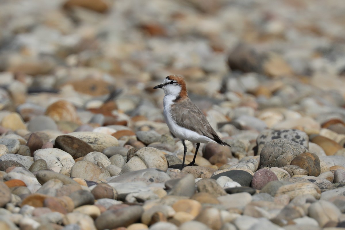 Red-capped Plover - ML618136480