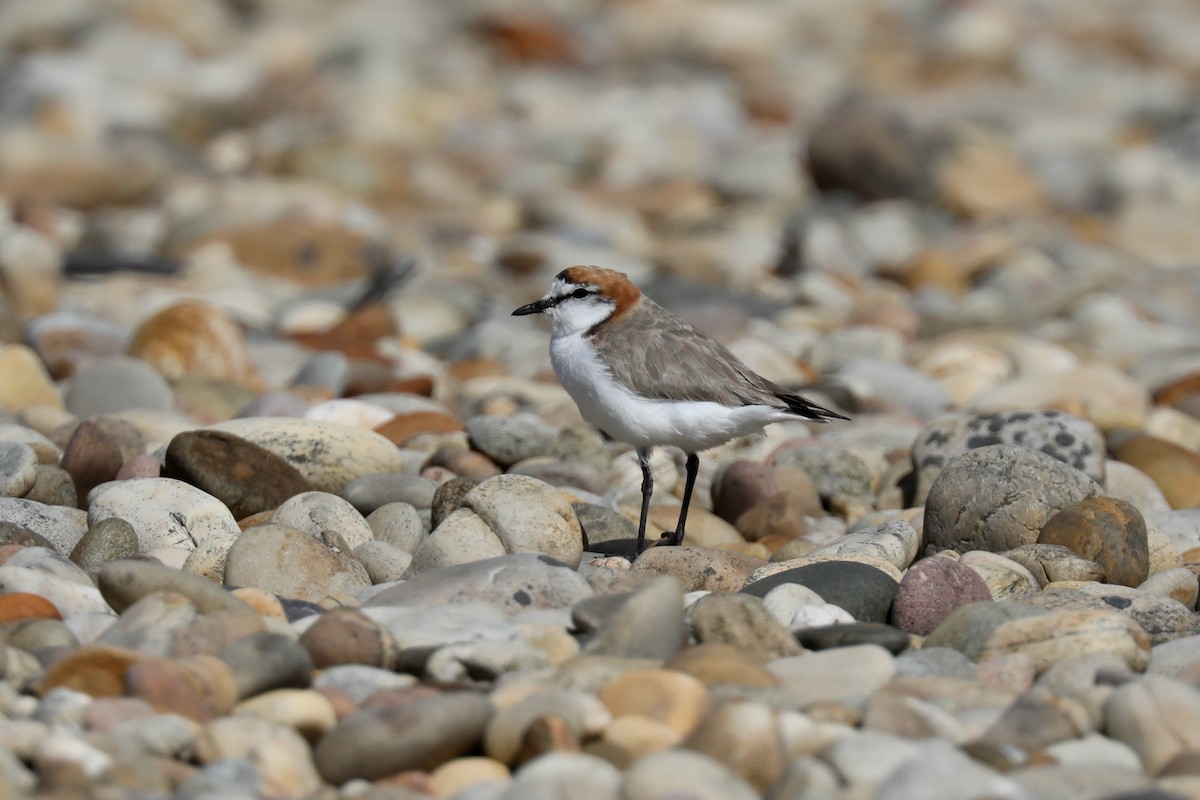 Red-capped Plover - ML618136484