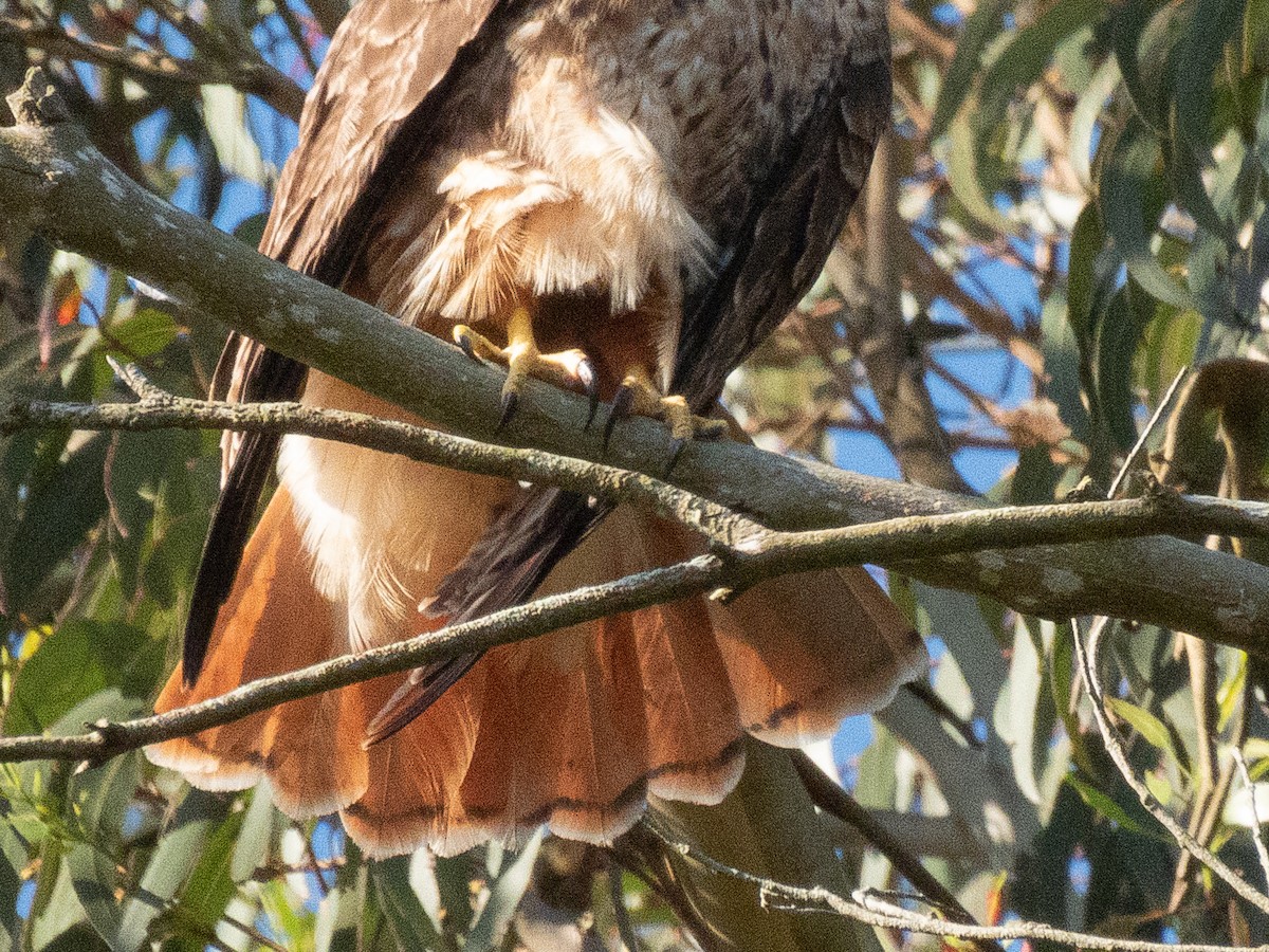 Red-tailed Hawk - ML618136493
