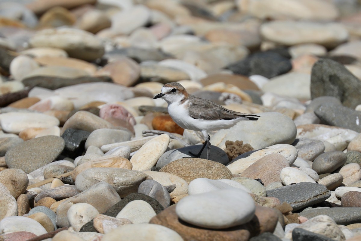 Red-capped Plover - ML618136505
