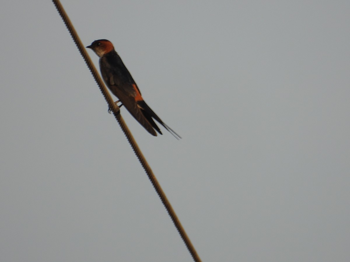Red-rumped Swallow - Ananth Kaitharam